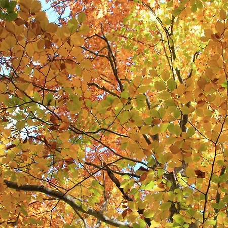 Bed & Breakfast Ago's Roccaraso