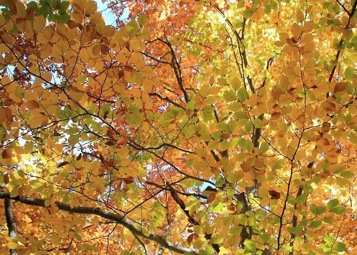Alojamento de Acomodação e Pequeno-almoço Ago's Roccaraso
